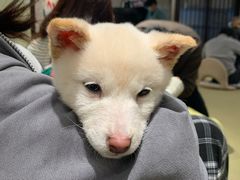 -逗柴咖啡屋·狗咖猫咖宠物桌游