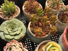 -双季花艺园艺市场(浦东店)