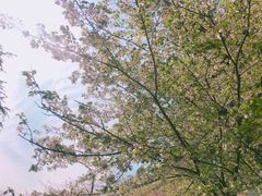 -武汉大学-樱园