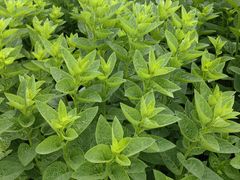 -广西壮族自治区药用植物园