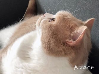 家里的臭猪快3岁了，没有刷牙的习惯，牙垢挺严重