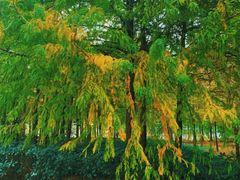 -上海海湾国家森林公园