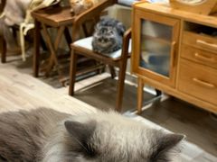 -有猫咖啡umeow coffee