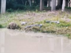-中国扬子鳄村