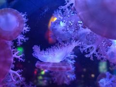 -太平洋海底世界