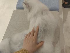 -爱宠屋pet shop·宠物洗澡·宠物美容