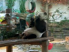 -西霞口神雕山野生动物世界