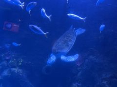 -太平洋海底世界