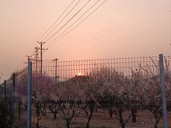 -香雪海
