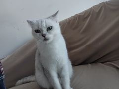 -怪兽屋·羊驼·猫咖·狗咖(俊华广场店)