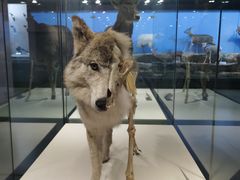 -青藏高原自然博物馆