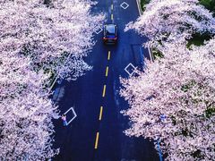 -武汉大学-樱园