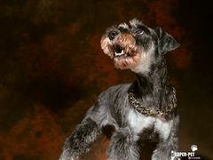 -超宠爱宠物摄影-Super pet