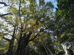 -西湖风景区十里琅珰-五云山