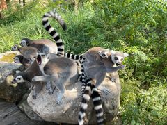 -北京野生动物园