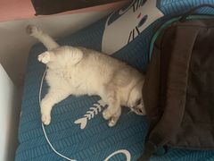 -宠爱国际动物医院· 猫科· 外科·中兽医(长白店)