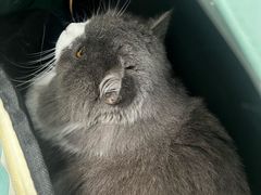-博特宠物医院24h犬猫全科.骨科·异宠