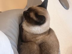 -飞行喵MR PILOT|猫舍·猫咖(静安大融城店)