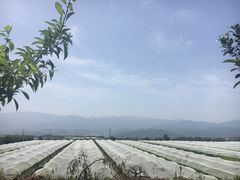 -清姜坡火锅(清姜店)