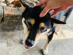 -柴犬高等学院·狗咖·柴犬售卖·宠物训练