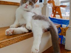 -佳雯宠物医院·皮肤科·内外科(春晓路分院)