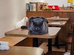 -有猫主题·治愈系猫咖(曾厝垵店)