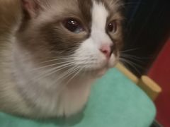 -猫色咖啡·猫咖