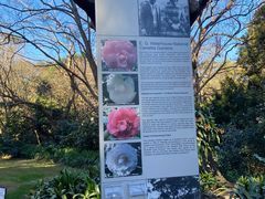 -EG Waterhouse Camellia Gardens Sutherland Shire