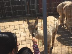 -意大利农场度假村