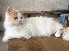 -平行世界·猫咖(首经贸店)