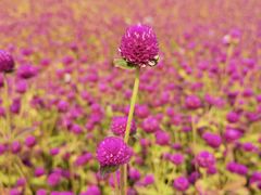 -花开海上生态园