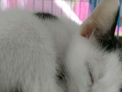 -瑞鹏宠物医院·骨科·猫科·内科(第一中心)