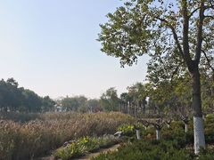 -春花秋色城市公园