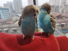 -怪兽屋·羊驼·猫咖·狗咖(俊华广场店)