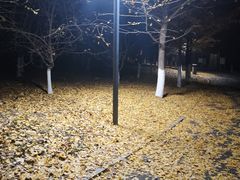 -长白岛森林公园