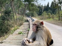 -重庆雨台山风景区