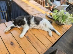 -北马山庄植趣咖啡