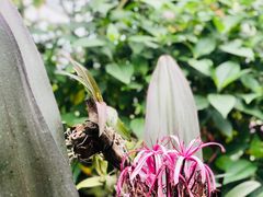 -上海辰山植物园