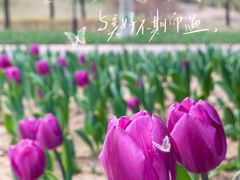 -朝阳公园