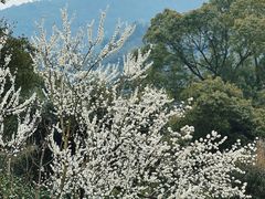 -树山生态村