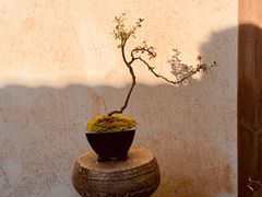 -老木棉·匠园