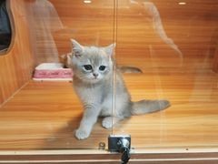 -猫十亿·布偶金渐层·曼基康矮脚猫舍(青年路店)