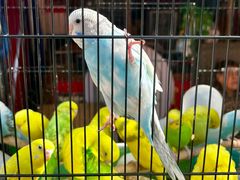 -哈尔滨道外花鸟鱼市场