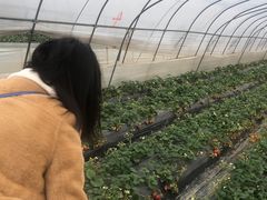 -青浦采草莓天天草莓园