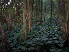 -大湾区中央湿地公园
