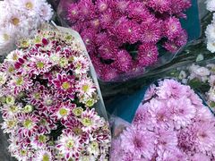 -秦美花卉(天朗·莱茵小城2期店)