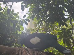 -新加坡飞禽公园