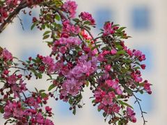 -海棠花溪(元大都城垣遗址公园)