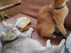 -MOCHA明星猫咖(田子坊店)