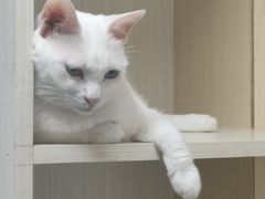 -博特宠物医院24h犬猫全科.骨科·异宠